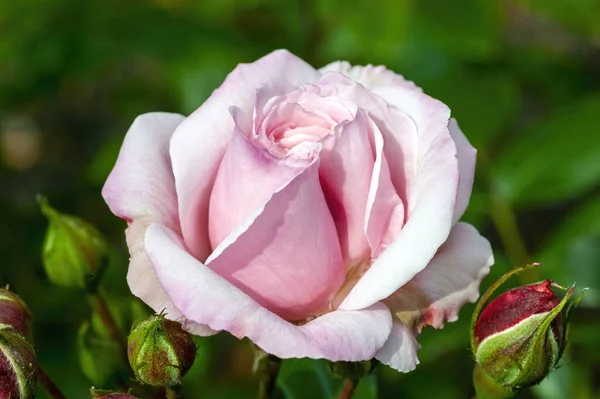 Floribunda Rose Octavia Hill Rosa 관목과 월부터 월까지의 분홍색 — 스톡 사진