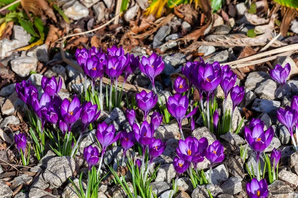 Crocus Tommasinianus Yalta Весеннее Цветущее Луковичное Растение Фиолетовым Весенним Цветком — стоковое фото