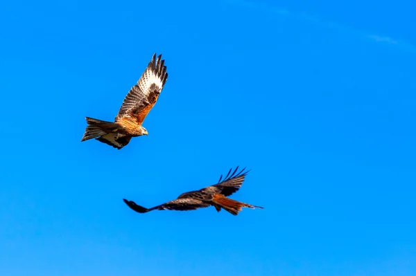 Rode Vlieger Milvus Milvus Roofvogel Tijdens Vlucht Het Voedercentrum Zuid — Stockfoto