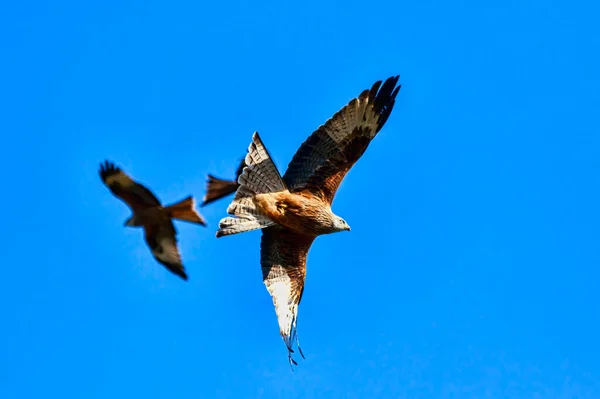 Rotmilan Milvus Milvus Greifvogel Flug Der Futterstelle Südwales Bei Blauem — Stockfoto