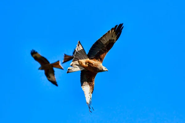 Röd Drake Milvus Milvus Rovfågel Flygning Vid Utfodringscentralen Södra Wales — Stockfoto