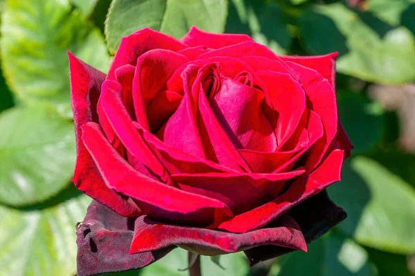시크릿 Rosa 형형색색의 월부터 월까지의 — 스톡 사진