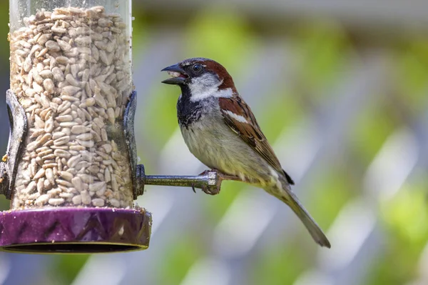 Sparrow on a bird feeder which is a common garden songbird bird found in the UK and Europe, stock photo image with copy space