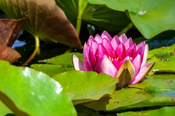 水百合是一种夏季开花植物 6月至9月有粉红色的夏季花 仙女花 — 图库照片