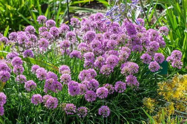 Allium Carinatum Subsp Pulchellum Tubergens Summer Plant Pink Blue Summertime — Stock Photo, Image