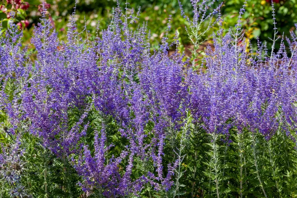 Perevoskia Blue Spire Late Summer Flowering Plant Blue Purple Summertime — Stock Photo, Image