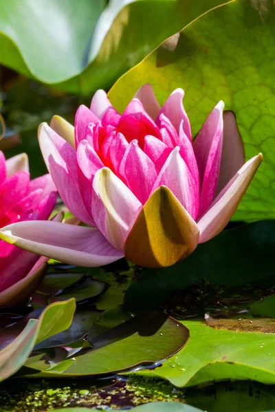水百合是一种夏季开花植物 6月至9月有粉红色的夏季花 仙女花 — 图库照片