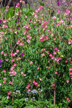 Tatlı Bezelye (Lathyrus kokusu), yaz mevsiminde pembe çiçek desenli bir çiçekli bahar çiçeği resmi.