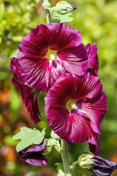 Alcea Burgundy Towers Althaea Rosea Ένα Ψηλό Ανθοφόρο Φυτό Κοινώς — Φωτογραφία Αρχείου