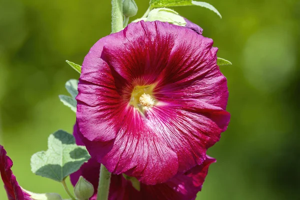 春と夏の間に濃い赤の花と一般的にHollyhockとして知られている背の高い開花植物 ブルゴーニュタワー ストックフォトイメージ — ストック写真