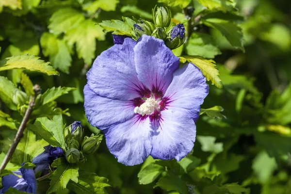 青い紫色の夏の花を持つ夏の開花低木植物であるハイビスカスのSinosyriacus Blue Bird 一般的にシャロンまたはローズマローの中国のバラとして知られています ストックフォトイメージ — ストック写真