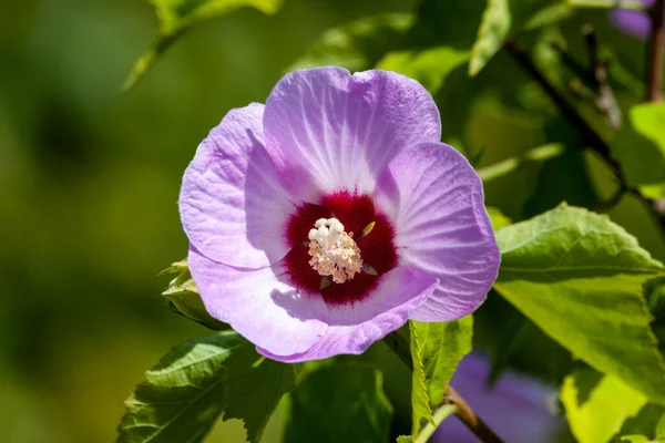 ハイビスカスのシノシリアクス ライラックの女王 ライラック紫色の夏の花と夏の開花低木の植物一般的にシャロンまたはローズマローの中国のバラとして知られている写真 — ストック写真