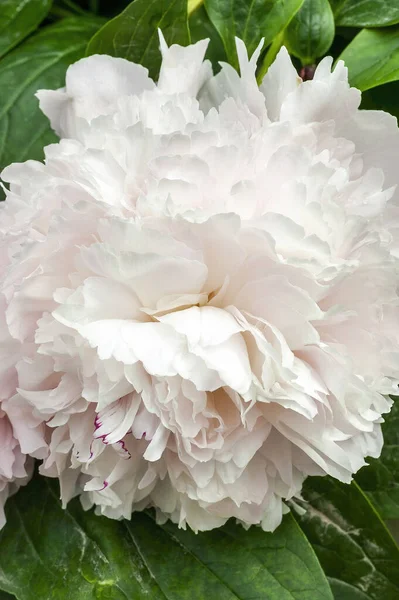 エデンの香水 Paeonia Perfume 春の夏の開花植物で 淡いピンク白色の初夏の花は一般的に中国の牡丹 ストックフォトイメージとして知られています — ストック写真
