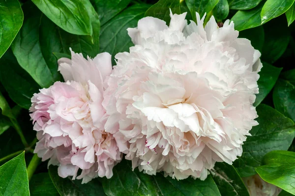 Peony Eden Perfume Paeonia Lactiflora Wiosenna Roślina Kwitnąca Latem Jasnoróżowym — Zdjęcie stockowe