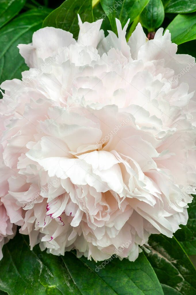 Peony 'Eden's Perfume' (Paeonia lactiflora) a spring summer flowering plant with a pale pink white early summertime flower commonly known as Chinese Peony, stock photo image