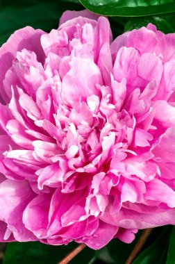 Peony Pink Parfait (Paeonia lactiflora) a spring summer flowering plant with pink early summertime flower commonly known as Chinese Peony, stock photo image clipart