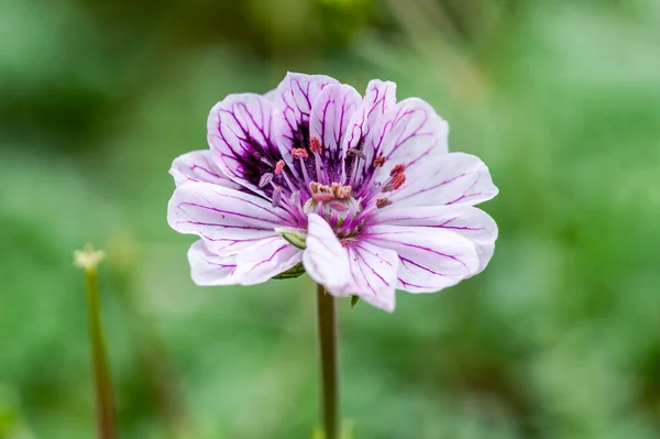 Erodium Hybryda Latem Kwitnąca Roślina Purpurowym Różowym Kwiatem Latem Powszechnie — Zdjęcie stockowe