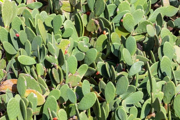 Prickly Pear Opuntia Kaktusz Növény Amelynek Bimbó Használják Mint Egy — Stock Fotó