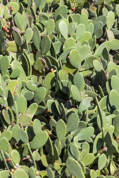 Prickly Pear Opuntia Kaktusz Növény Amelynek Bimbó Használják Mint Egy — Stock Fotó
