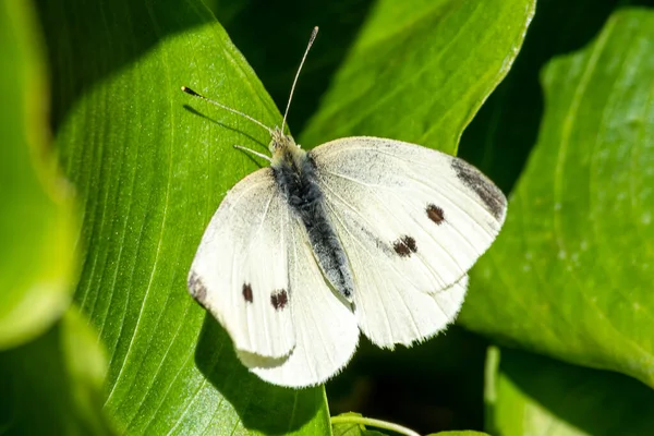 春のストックフォトで延長翼を持つ小さな白い蝶 — ストック写真