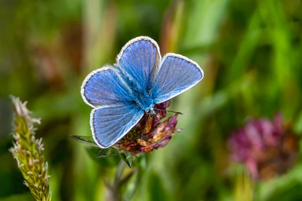 Adonis Blue Butterfly Szárnyakkal Kinyújtott Tavaszi Stock Fotó — Stock Fotó