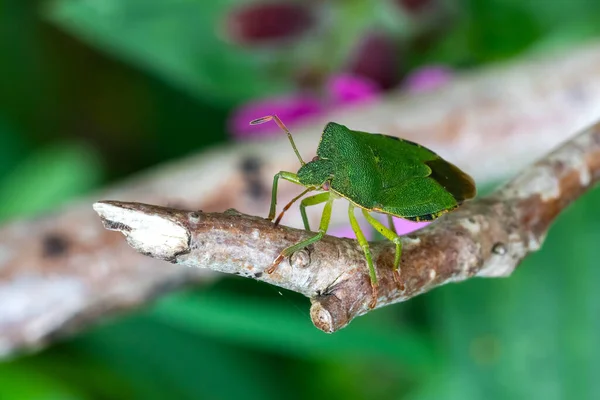 Green Shield Bug (Palomena prasina) on a branch, which are often called green stink bug stock photo