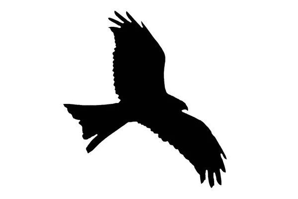 Rotmilan Greifvogel Schwarze Silhouette Ausgeschnitten Und Isoliert Auf Weißem Hintergrund — Stockfoto