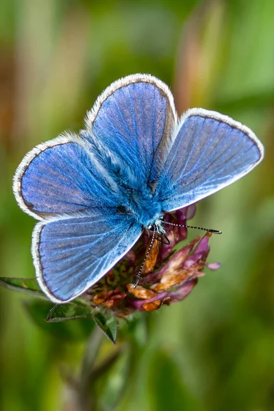 Adonis Blauer Schmetterling Mit Ausgestreckten Flügeln Frühling Archivfoto — Stockfoto