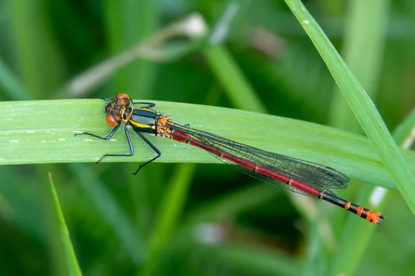 Large Red Damselfly Pyrrhosoma Nymphula Common Insect Species Resting Grass — Stock Photo, Image