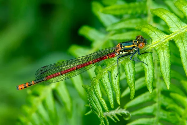 Large Red Damselfly Pyrrhosoma Nymphula Common Insect Species Resting Fern — Stock Photo, Image