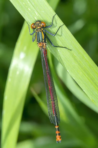 Large Red Damselfly Pyrrhosoma Nymphula Common Insect Species Resting Grass — Stock Photo, Image