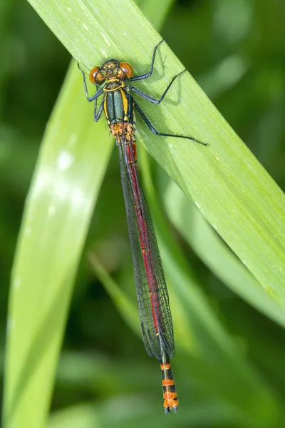 大きな赤いダムセルフライ Pyrrosoma Nymula 草の葦のストックフォトに休んで一般的な昆虫種 — ストック写真