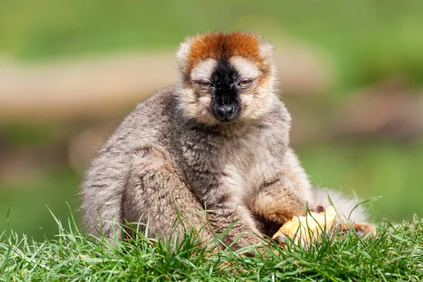 Brown Lemur Primata Comum Encontrado Floresta Tropical Madagascar Fotos Stock — Fotografia de Stock