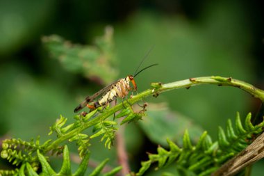 Common Scorpion Fly (Panorpa komünü), İngiltere ve Avrupa 'da bulunan zararsız bir böcek türü.