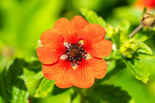 ポテンティラ ギブソンズスカーレット 一般的にCincquefoilとして知られている赤い夏の花の植物 — ストック写真