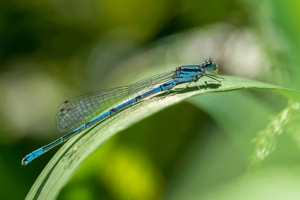 Azure Damselfly Coenagrion Puella Una Especie Común Insecto Macho Azul — Foto de Stock