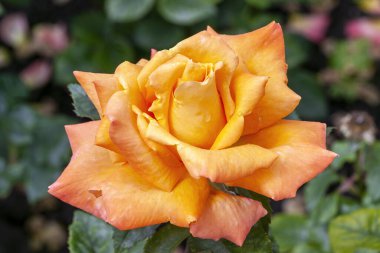 Rose Razzle Dazzle (rosa), turuncu sarı yaz çiçekli bir çiçek açan bahar çiçeği.