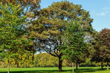 Hyde Park, Londra 'da sonbahar aylarında halka açık bir alan ve popüler bir turistik gezi merkezi olan İngiltere' de sergileniyor.