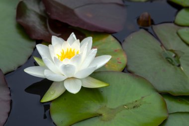 Nilüfer çiçeği. Haziran 'dan Eylül' e kadar beyaz yaz çiçeği olan bir çiçek. Namı diğer nemfoman çiçeği.