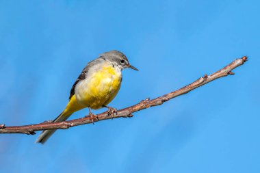Gri Wagtail (Motacilla cinerea) bir dala tünemiş, göbeğinin altında sarı renkli ve genellikle bir dere veya nehir kenarında bulunan böcek yiyen bir kuş türüdür.
