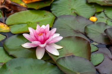 Nilüfer çiçeği. Haziran 'dan Eylül' e kadar pembe yaz çiçeği olan bir çiçek. Namı diğer nemfoman çiçeği.