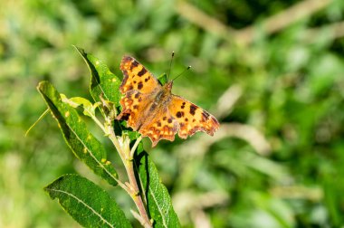Virgül Kelebeği (Polygonia c-albüm), Nymphalidae familyasından bir böcektir.