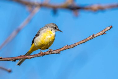 Gri Wagtail (Motacilla cinerea) bir dala tünemiş, göbeğinin altında sarı renkli ve genellikle bir dere veya nehir kenarında bulunan böcek yiyen bir kuş türüdür.