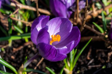 Crocus vernus 'Flower Record' mor bir bahar soğanı çiçek açan bitki, stok fotoğrafı