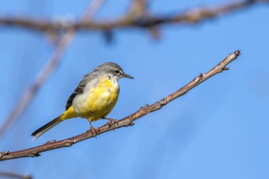 Gri Wagtail (Motacilla cinerea) bir ağaç dalında, göbeğinin altında sarı renkli ve genellikle bir dere veya nehir kenarında bulunan bir böcek yiyen kuş türüdür.