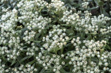 Anafalis triplinervis 'Sommerschnee' Temmuz ve Ağustos aylarında beyaz yaz çiçekleri olan ve yaygın olarak yaz karı olarak bilinen bir yaz çiçeği.