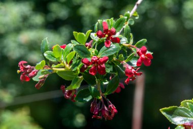 Escallonia 'Red Elf' (Kızıl Elf) Kırmızı bir bahar çiçekli, yemyeşil bir çalı bitkisi.
