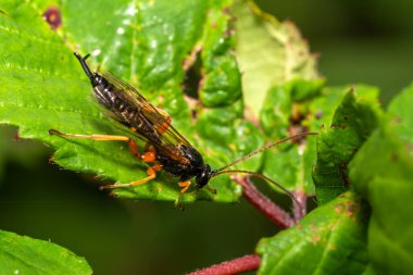 Black Slip Wasp (Pimpla rufipes) a parasitic black flying insect with orange legs, stock photo image clipart