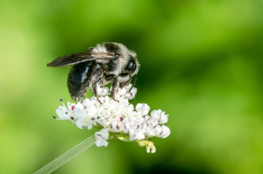 Küllü maden arısı (Andreno cineraria) tek başına uçan siyah beyaz yaban arısı.