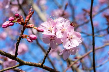 Prunus sargentii ilkbahar çiçekli bir kiraz ağacı. Bahar mevsiminde pembe çiçek açar. Sargent 'ın kiraz çiçeği olarak da bilinir.